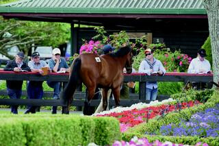 Outdoor parade ring at Karaka.